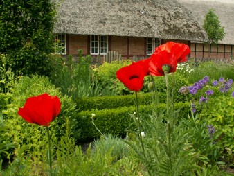 Mohnblüten